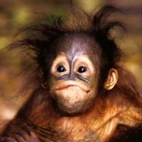 singe