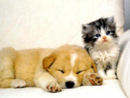 chien et chat
