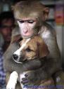sing et chien