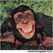 singe