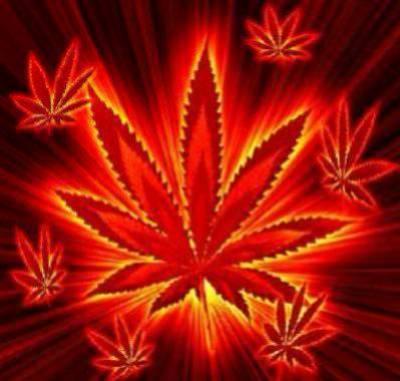 cannabis